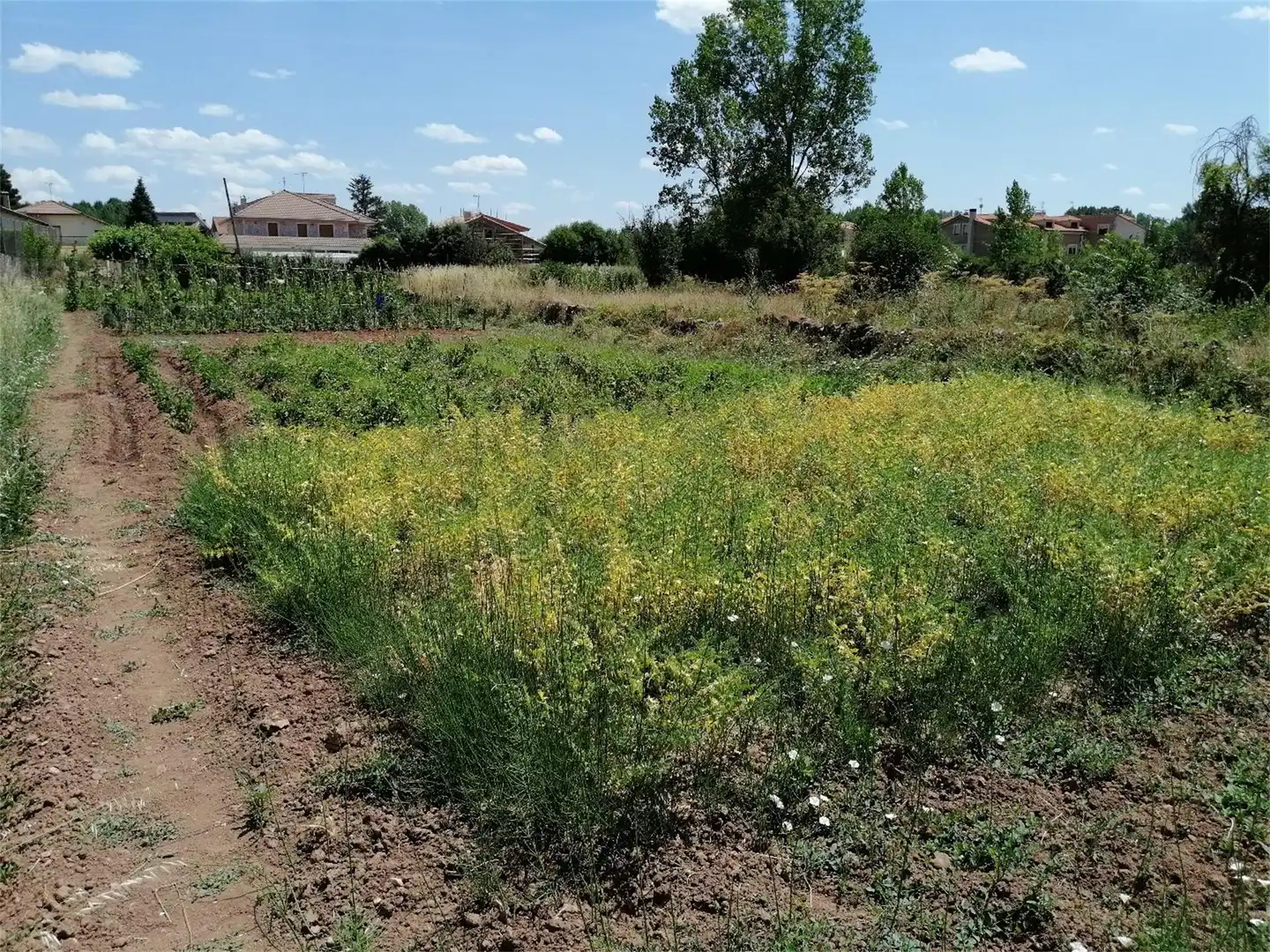 Constructible Land for sale in Salas de los Infantes