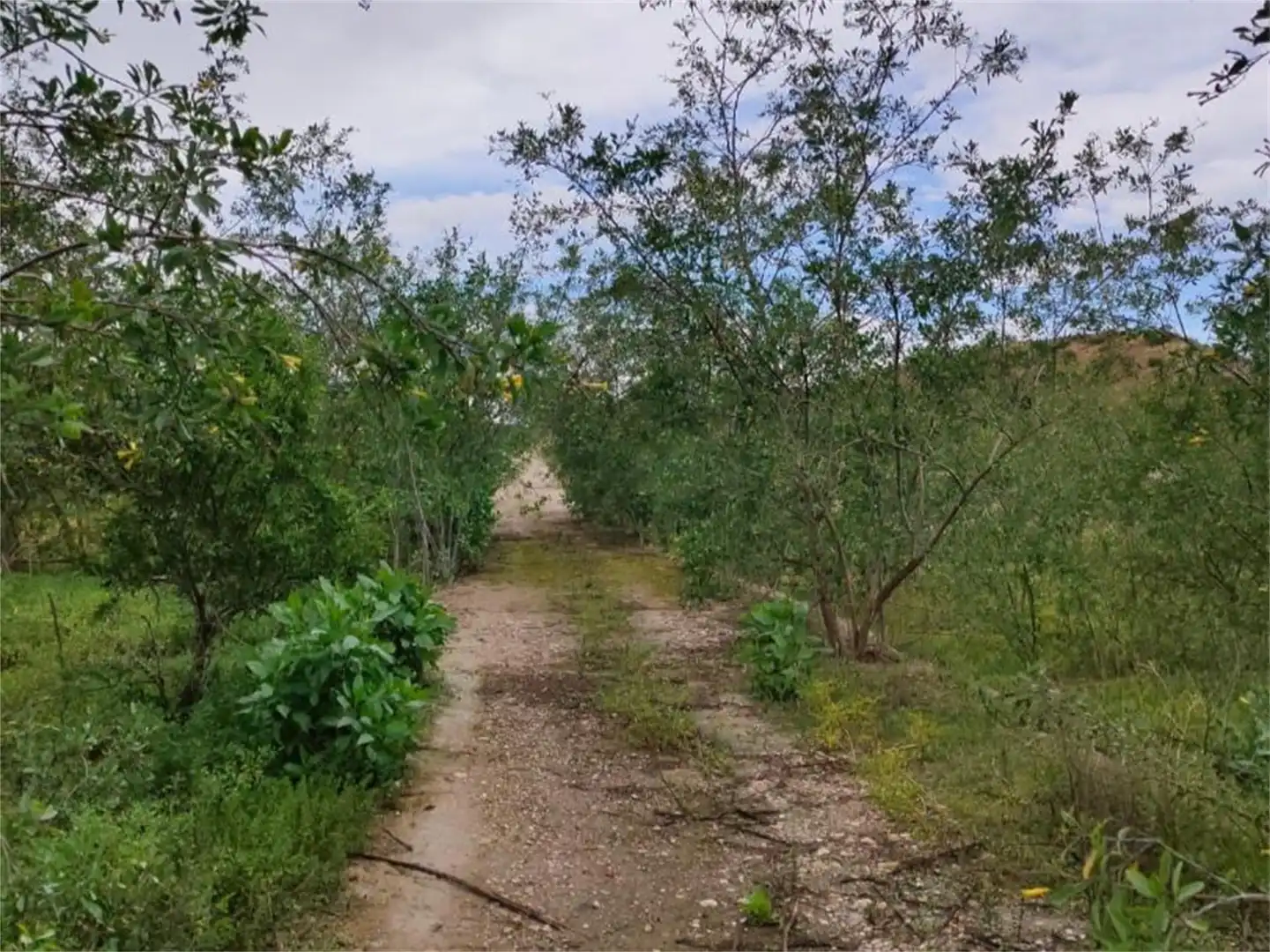 Finca rústica en venta en Carretera de Alguazas, Ceutí Finca rústica en venta en Ceutí