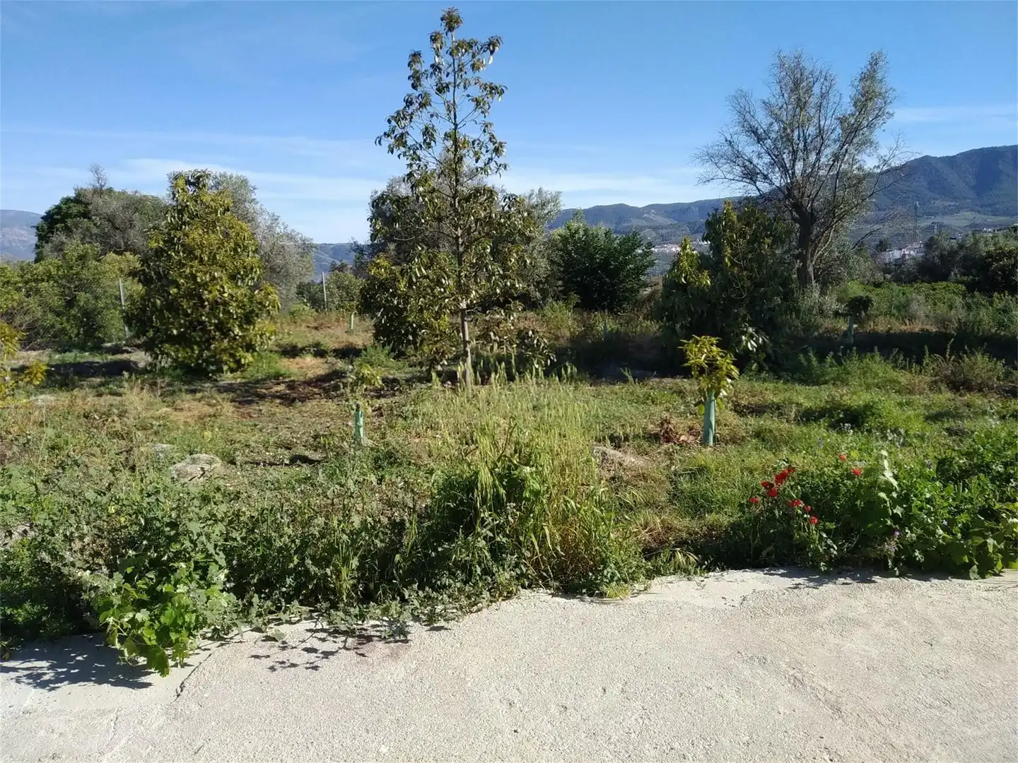 Finca rústica en venta en Lecrín Finca rústica en venta en Lecrín