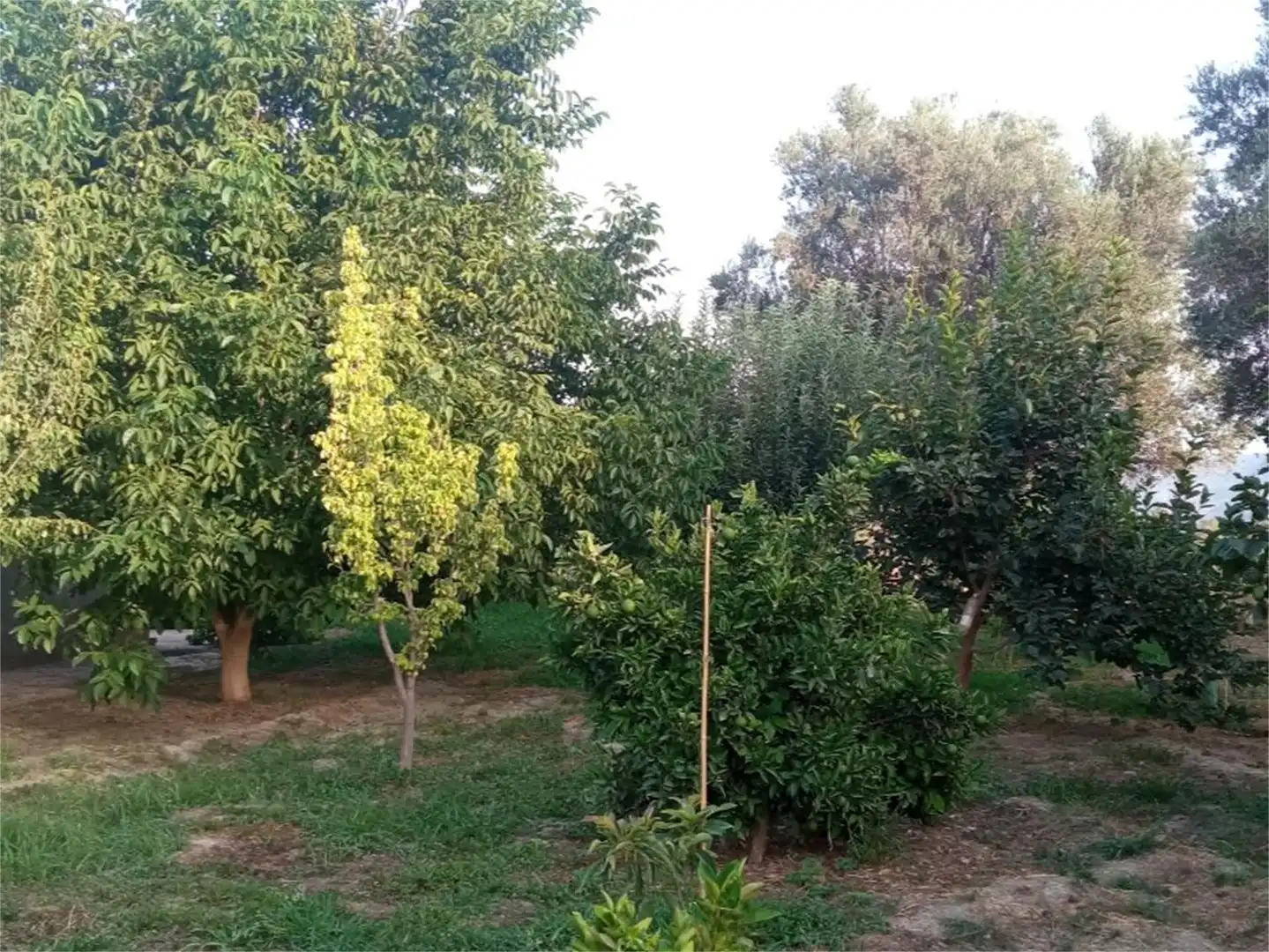 Finca rústica en venta en Lecrín Finca rústica en venta en Lecrín