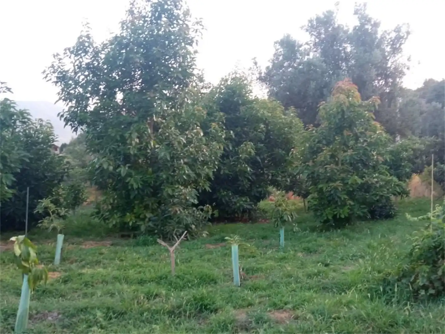 Finca rústica en venta en Lecrín Finca rústica en venta en Lecrín