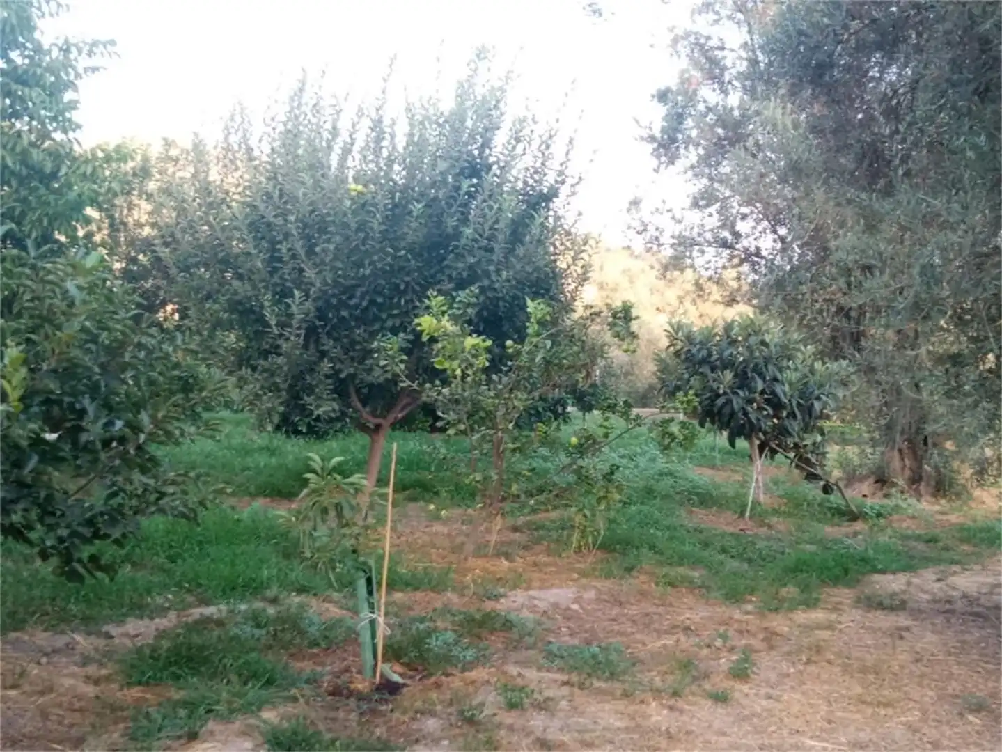 Finca rústica en venta en Lecrín Finca rústica en venta en Lecrín