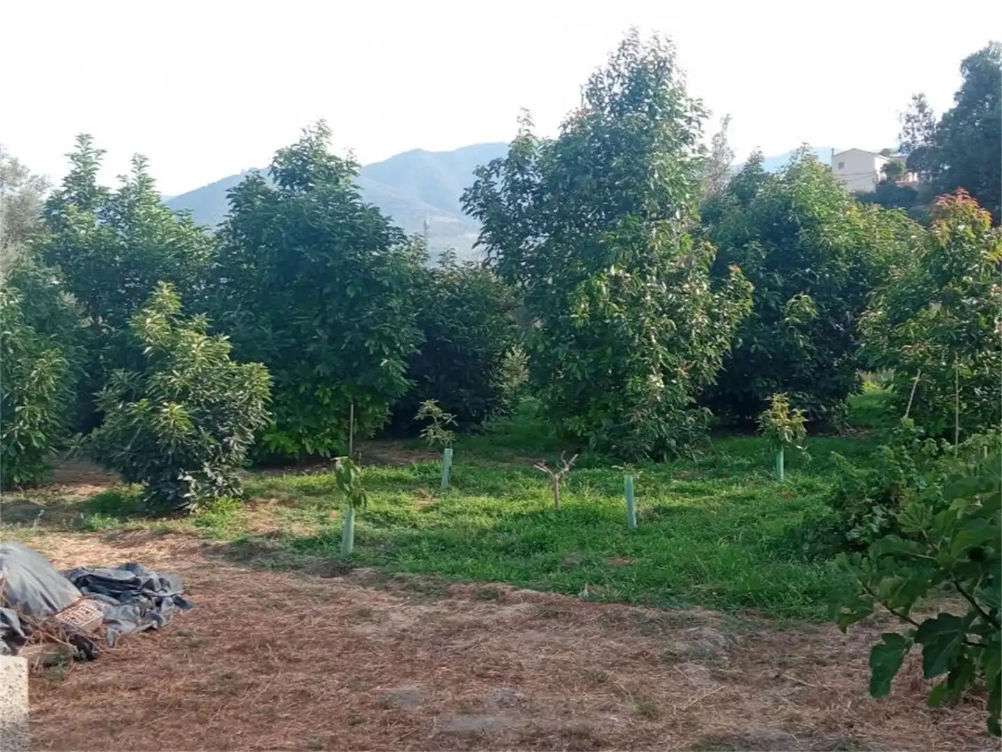 Finca rústica en venta en Lecrín Finca rústica en venta en Lecrín