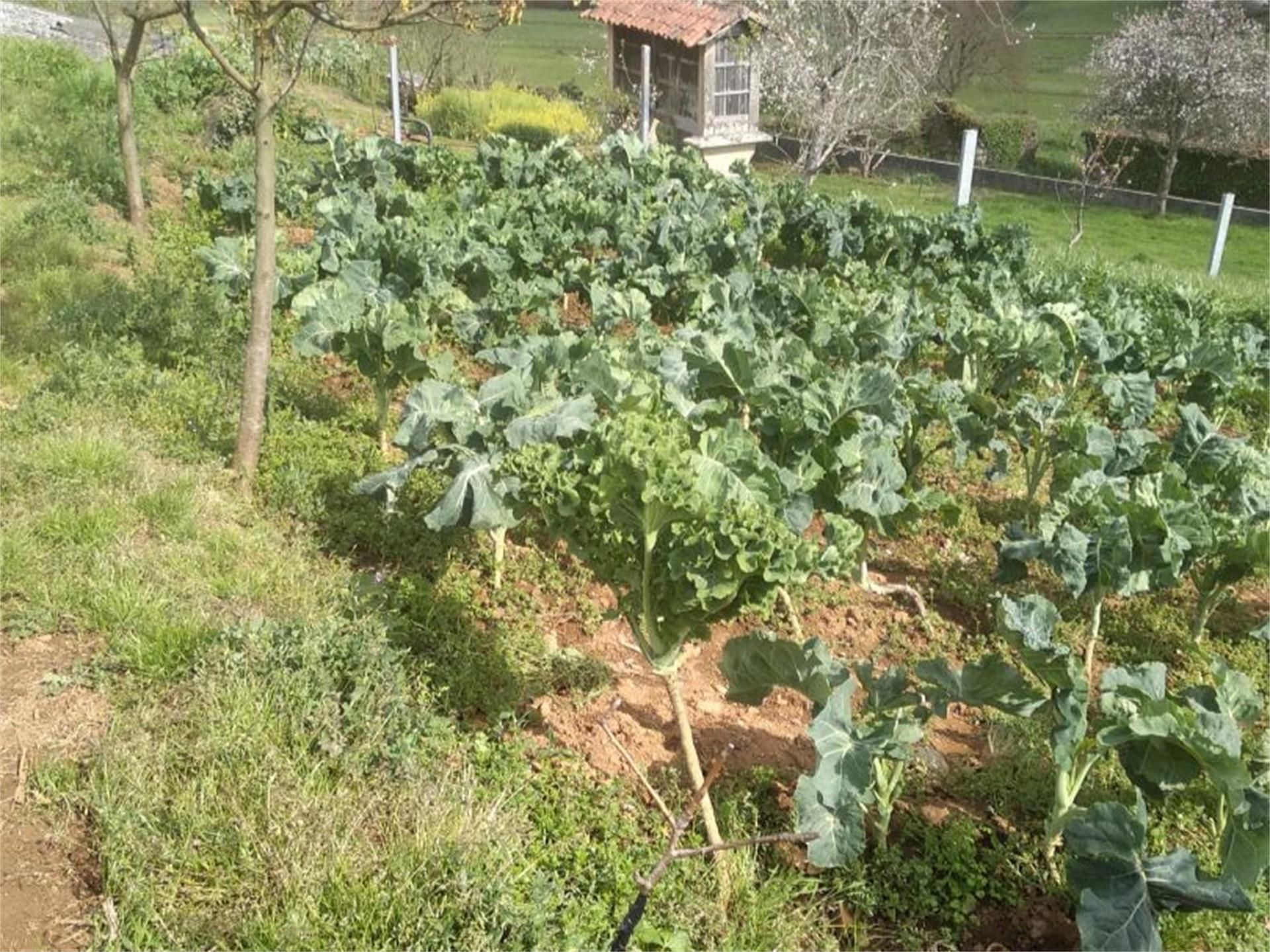 Garden of Country house for sale in Vila de Cruces  with Private garden and Furnished