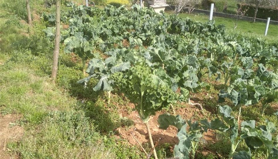 Foto 1 de Finca rústica en venda a Fafiás, 10, Vila de Cruces, Pontevedra