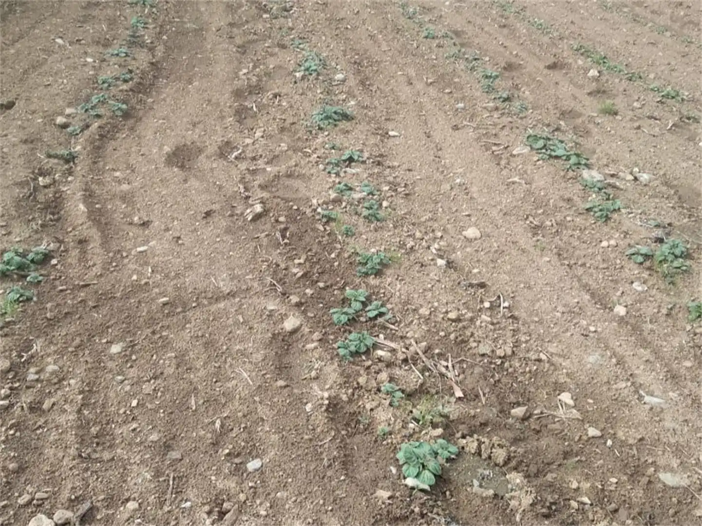 Finca rústica en venta en Fafiás, 10, Vila de Cruces Finca rústica en venta en Vila de Cruces con Jardín privado y Amueblado