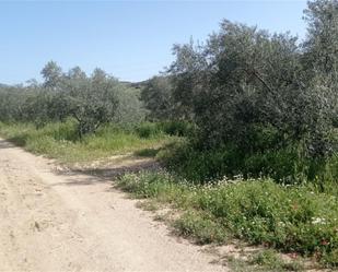 Land for sale in El Burgo