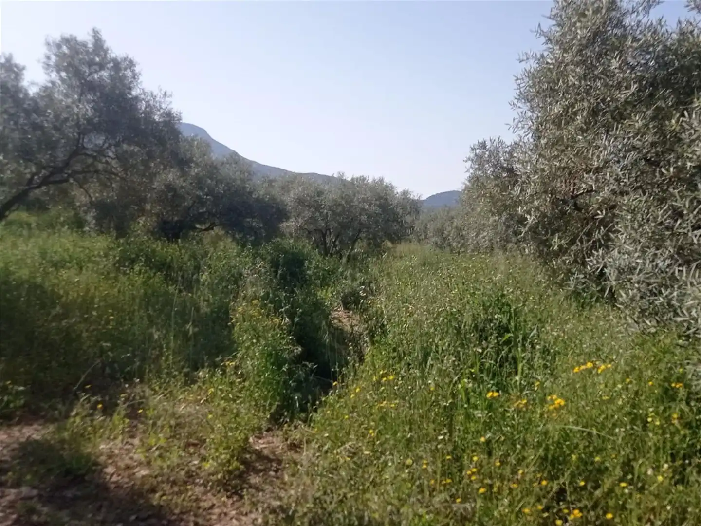 Bebaubares Gelände zum Verkauf in Camino de Teba, El Burgo Bebaubares Gelände zum Verkauf in El Burgo