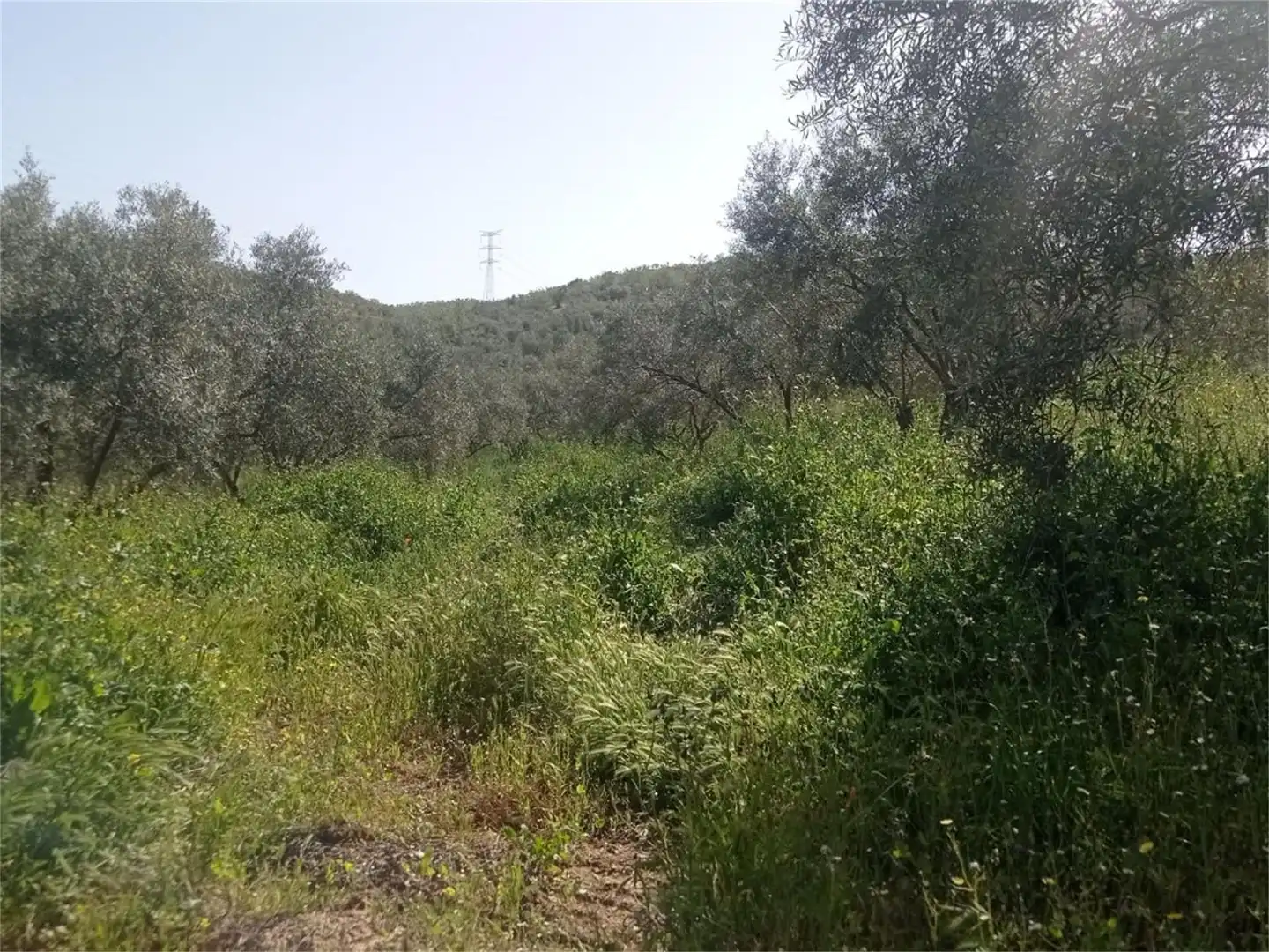 Bebaubares Gelände zum Verkauf in Camino de Teba, El Burgo Bebaubares Gelände zum Verkauf in El Burgo