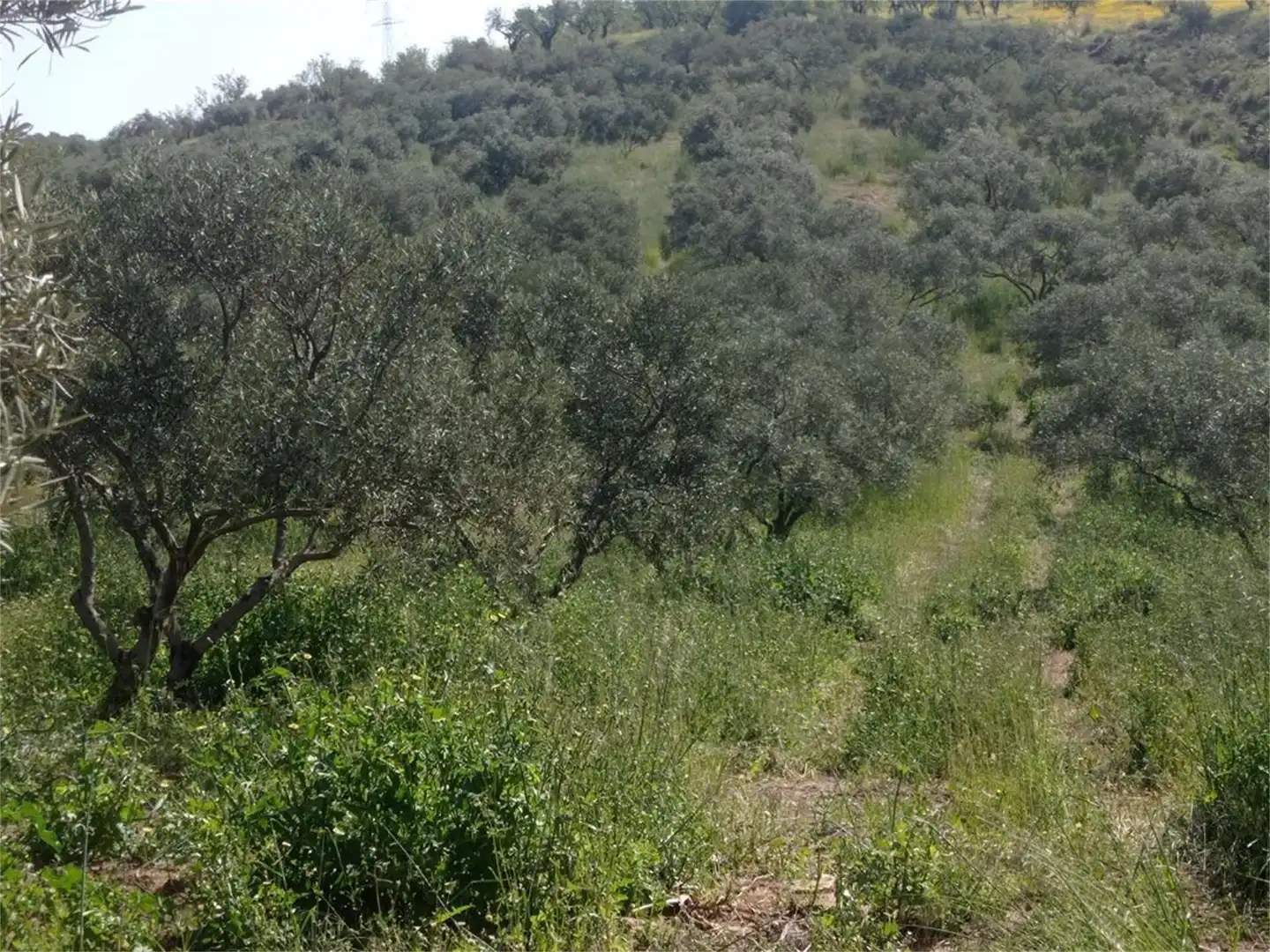 Bebaubares Gelände zum Verkauf in Camino de Teba, El Burgo Bebaubares Gelände zum Verkauf in El Burgo