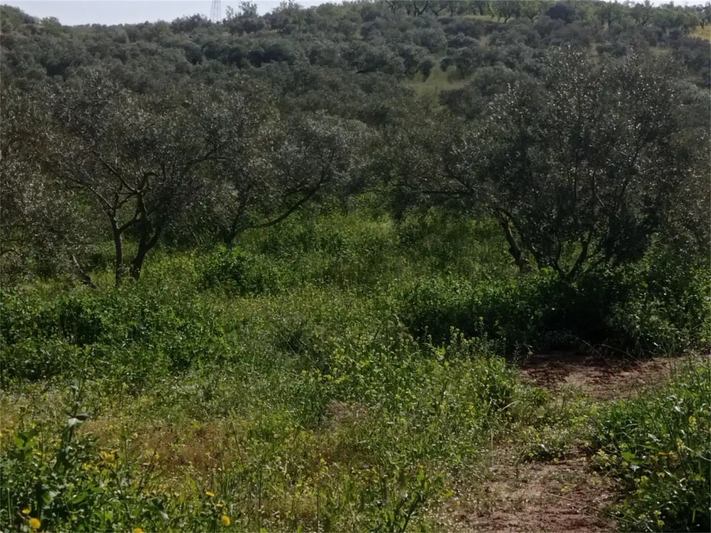 Bebaubares Gelände zum Verkauf in Camino de Teba, El Burgo Bebaubares Gelände zum Verkauf in El Burgo