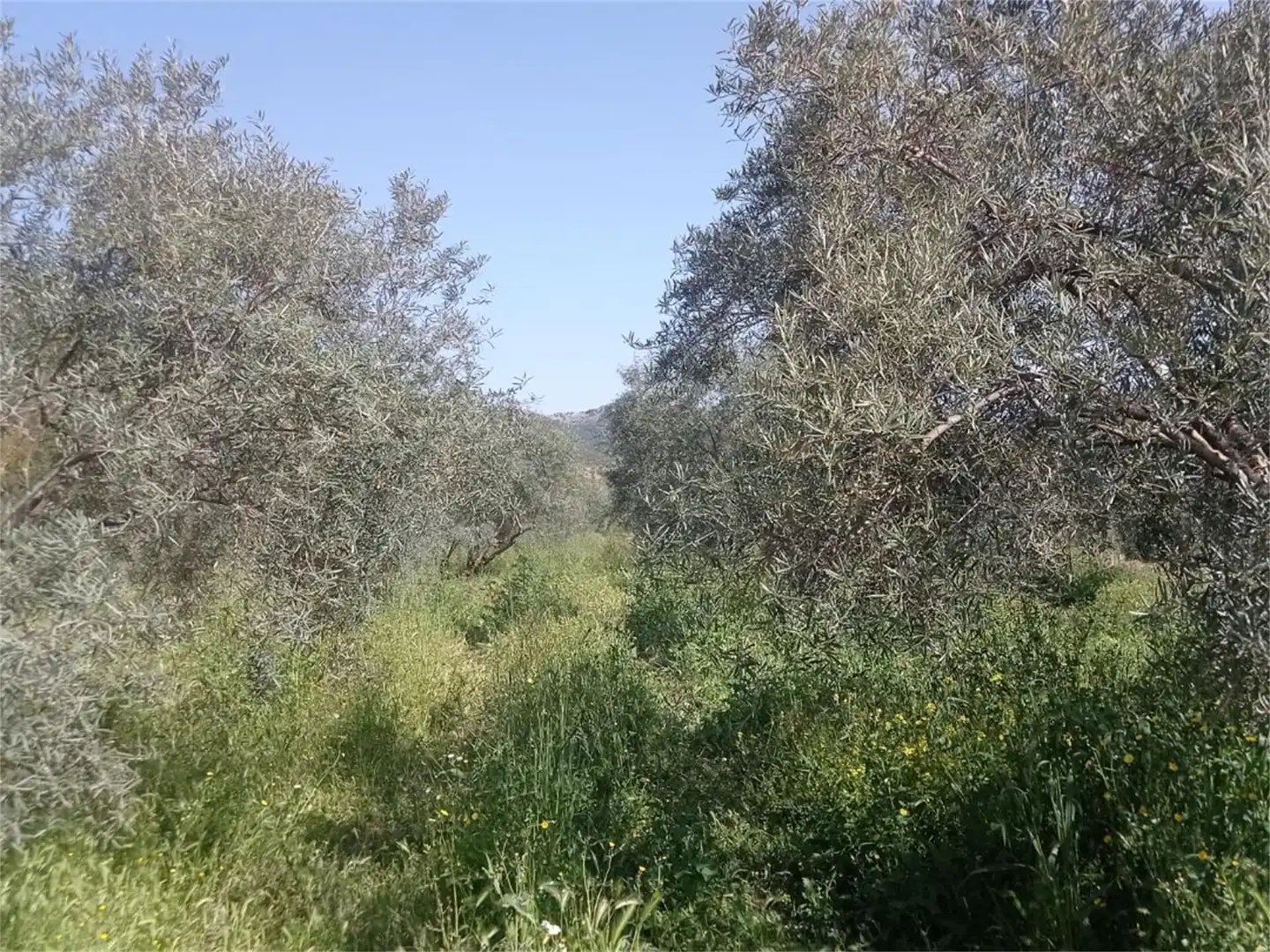 Bebaubares Gelände zum Verkauf in Camino de Teba, El Burgo Bebaubares Gelände zum Verkauf in El Burgo
