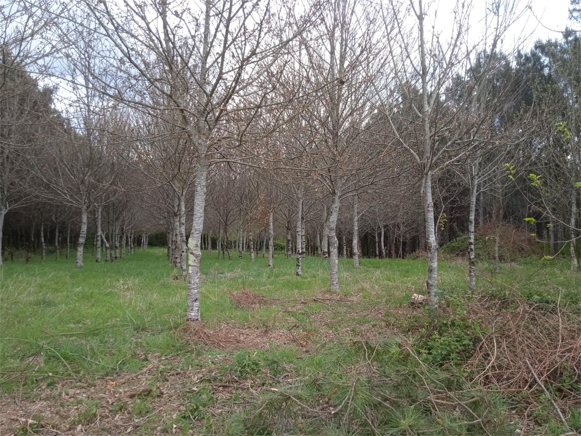 Finca rústica en venda en Touro