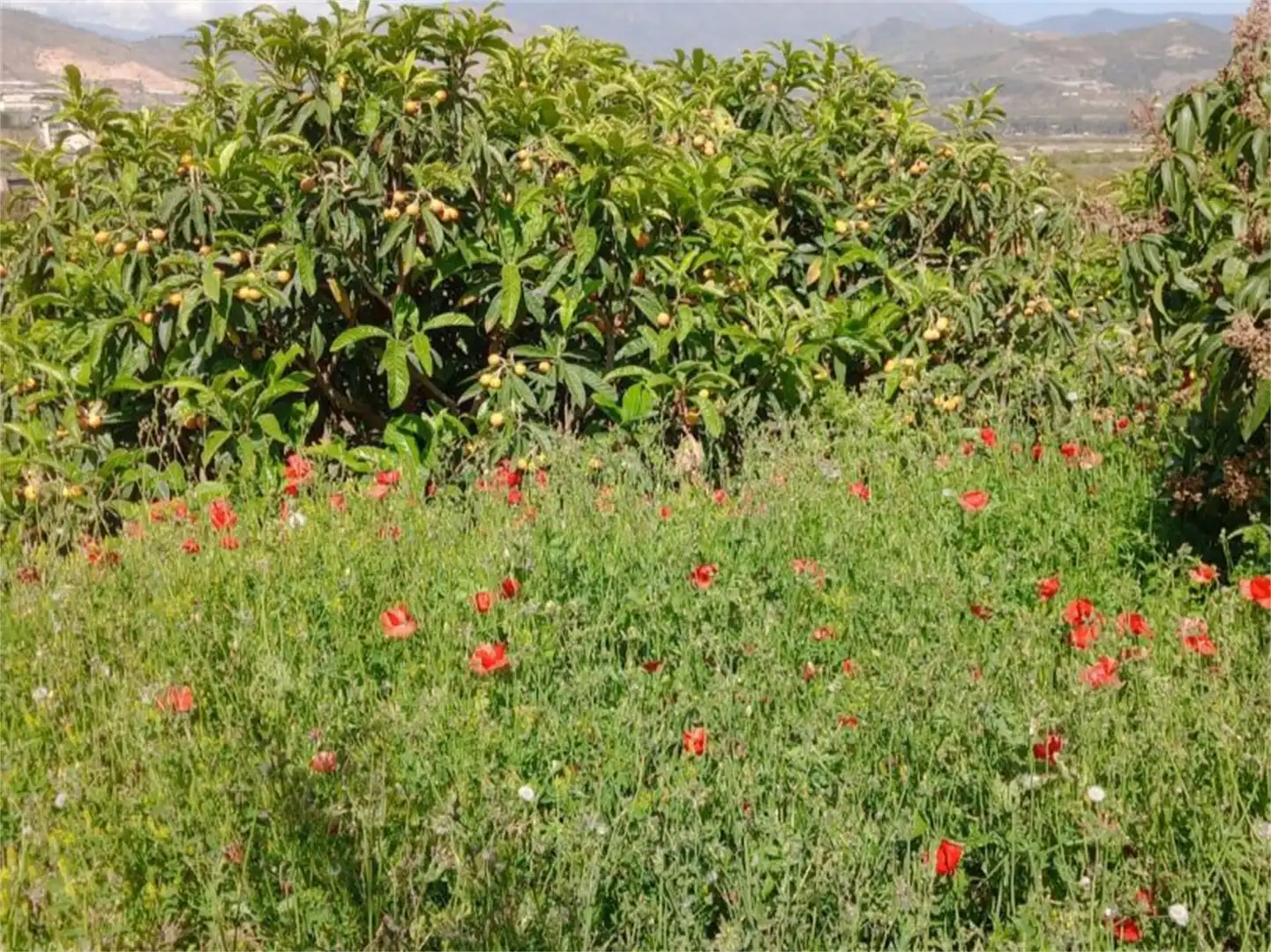 Finca rústica en venda a Camino del Cementerio, Centro Jardí de Finca rústica en venda en Salobreña