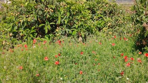 Foto 2 de Finca rústica en venda a Camino del Cementerio, Centro, Granada
