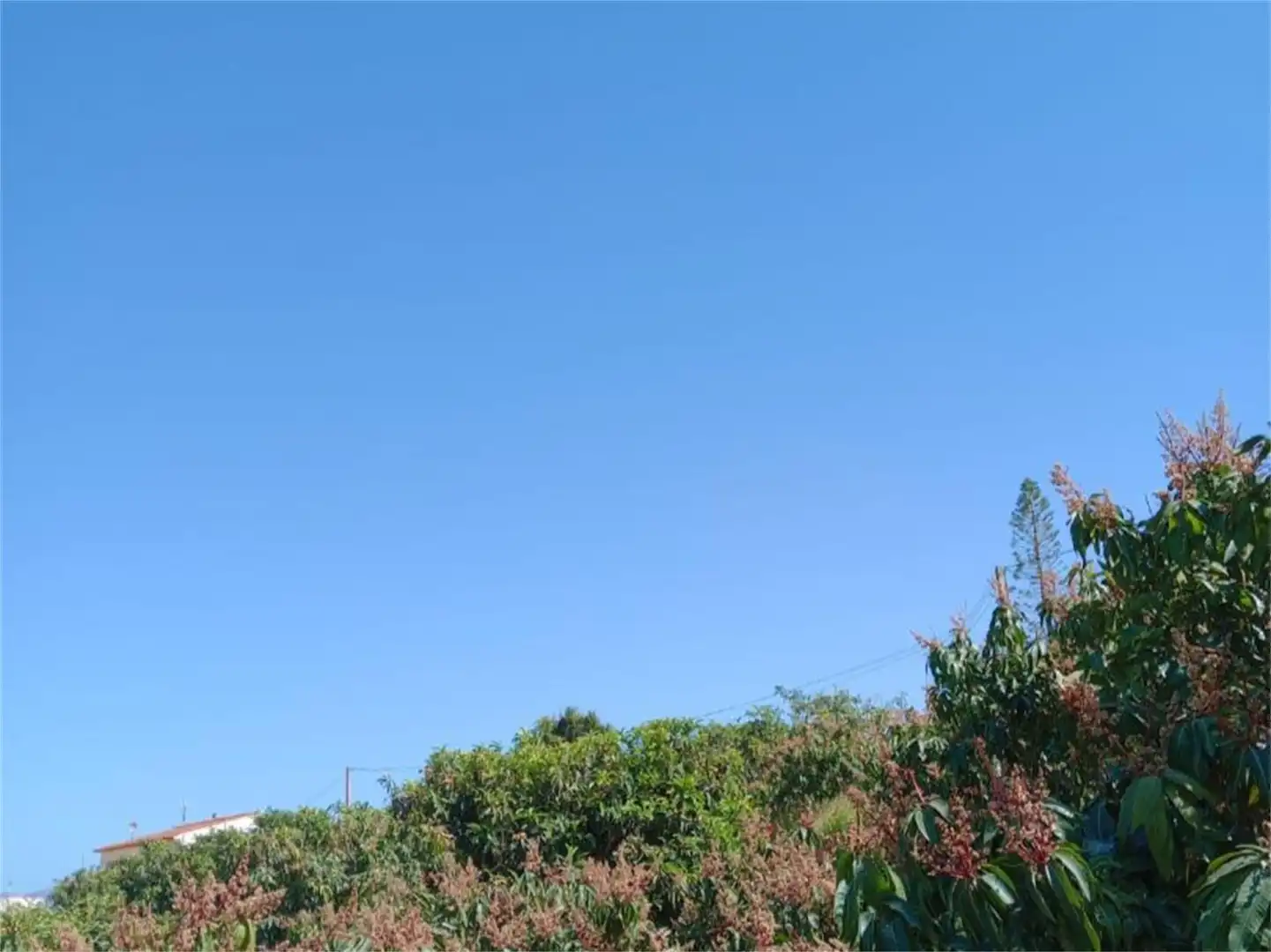Finca rústica en venda a Camino del Cementerio, Centro Finca rústica en venda en Salobreña