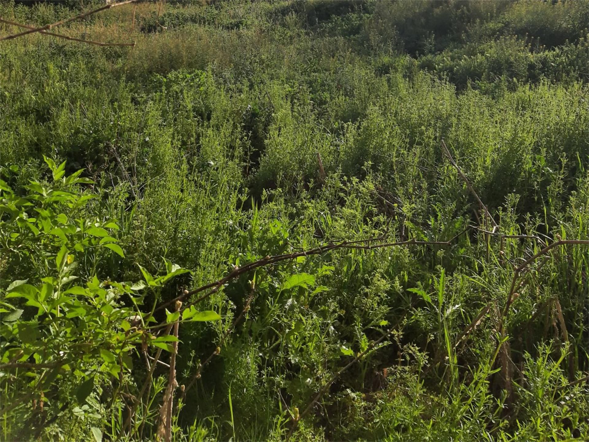 Land for sale in Rapariegos