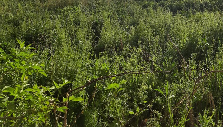 Terreno en venta en Calle Santa Clara, 4, Rapariegos, Segovia - imagen 1 Foto 1 de Terreno en venta en Calle Santa Clara, 4, Rapariegos, Segovia