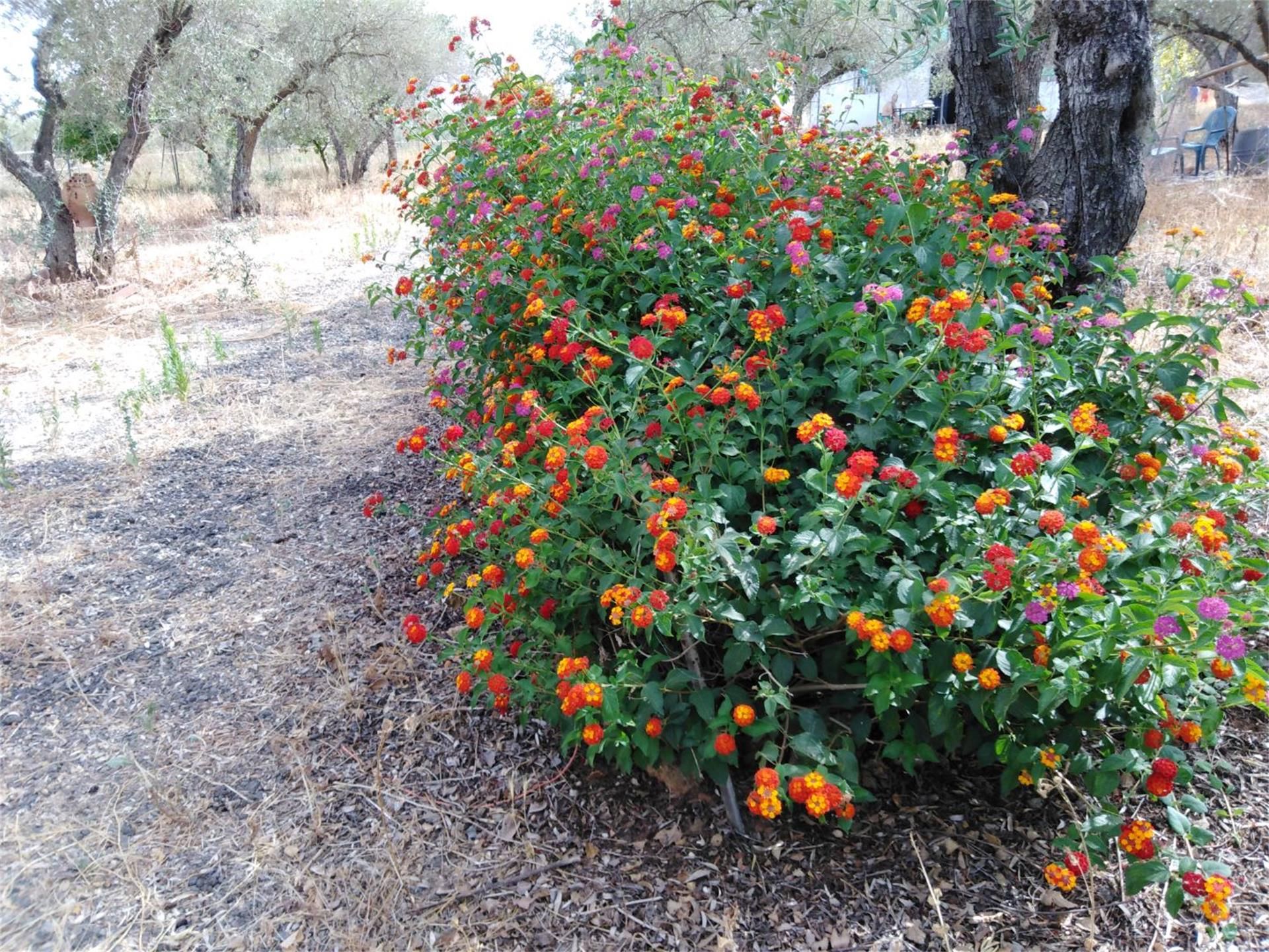 Jardí de Finca rústica en venda en Villamanrique de la Condesa