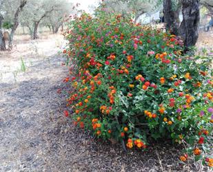 Jardí de Finca rústica en venda en Villamanrique de la Condesa