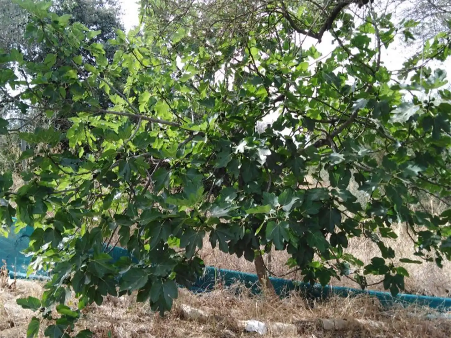 Finca rústica en venda en Villamanrique de la Condesa