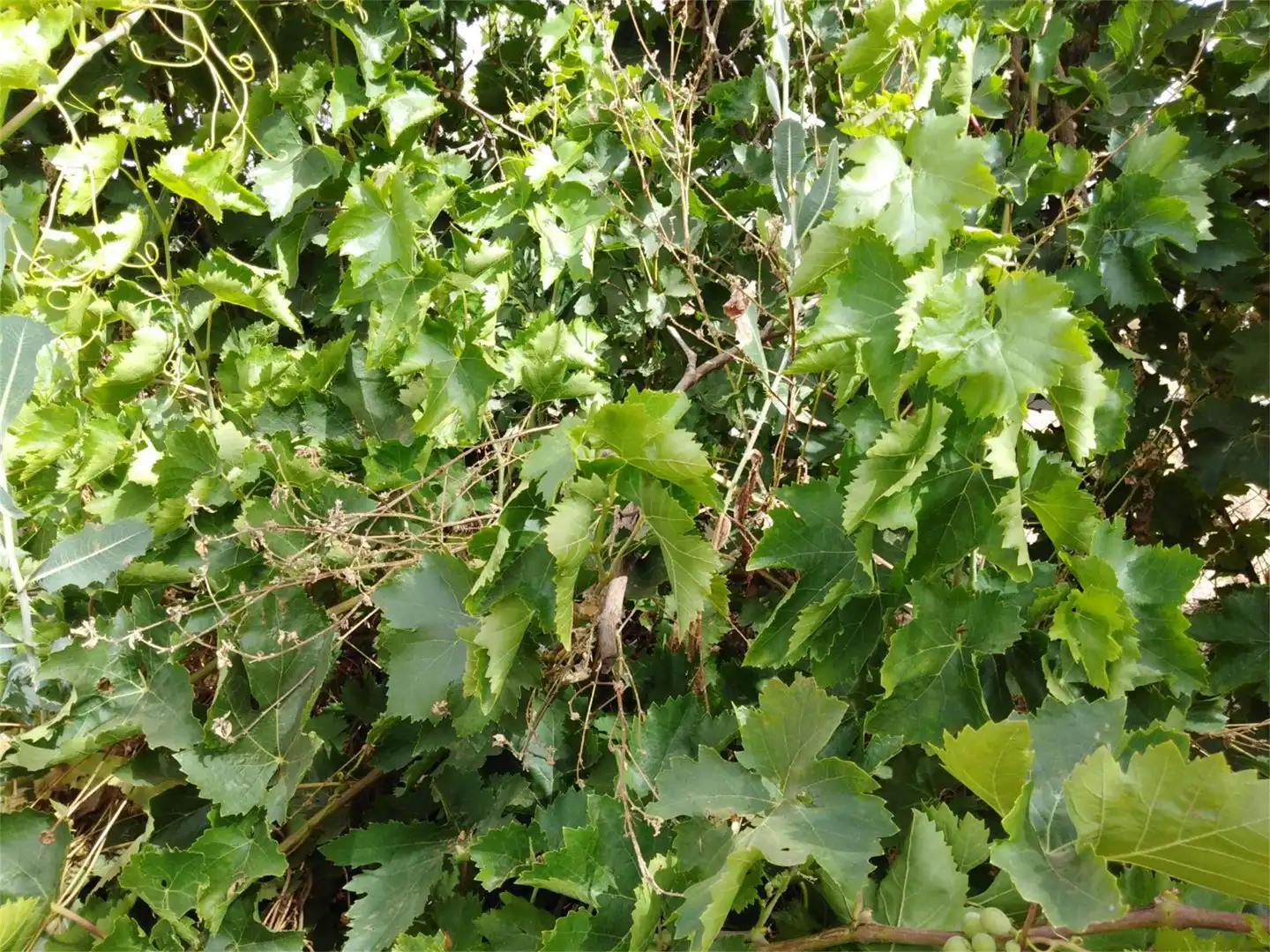 Jardí de Finca rústica en venda en Villamanrique de la Condesa