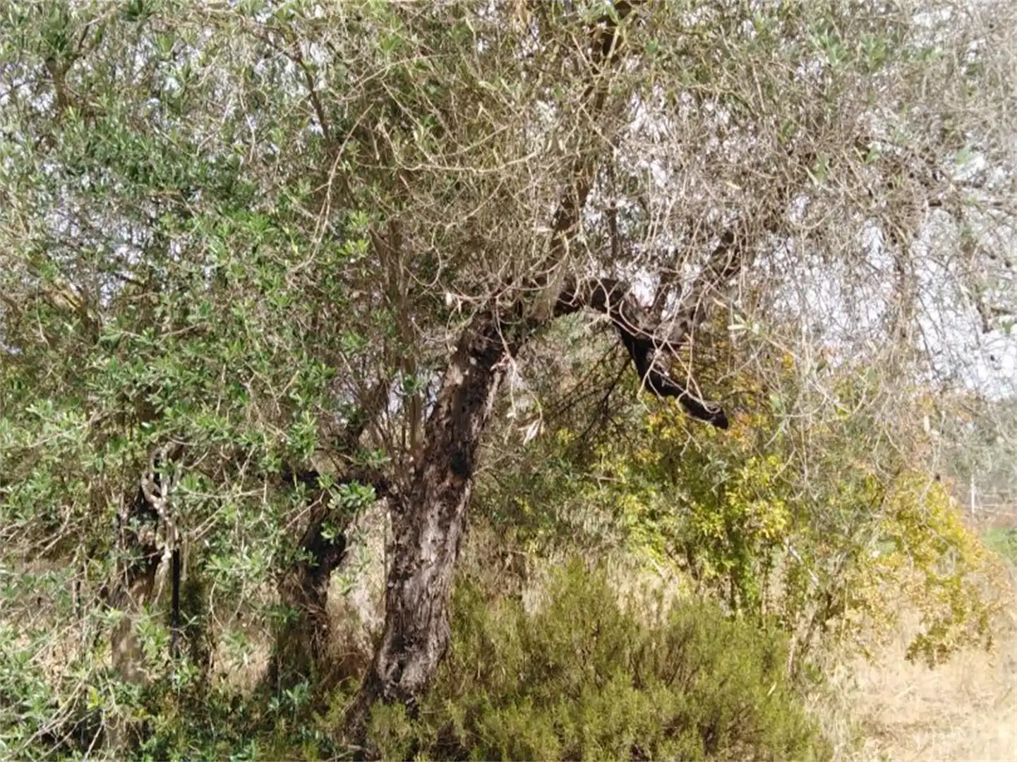 Finca rústica en venda en Villamanrique de la Condesa