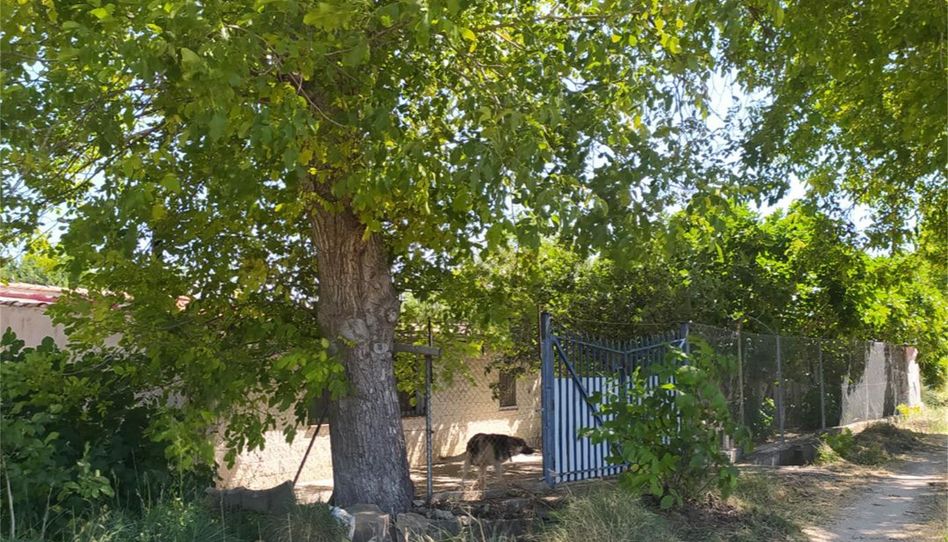 No Urbanizable en venta en Camino de Matalauva, Morata de Tajuña, Madrid - imagen 1 Foto 1 de No Urbanizable en venta en Camino de Matalauva, Morata de Tajuña, Madrid