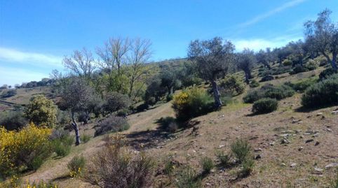 Terreno en venta en Ba-039, Calera de León, Badajoz - imagen 4 Foto 4 de Terreno en venta en Ba-039, Calera de León, Badajoz