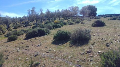 Terreno en venta en Ba-039, Calera de León, Badajoz - imagen 5 Foto 5 de Terreno en venta en Ba-039, Calera de León, Badajoz