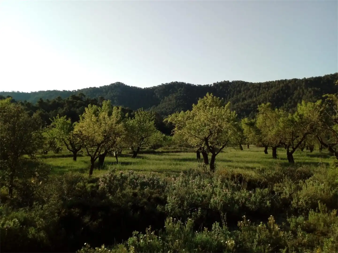 Garden of Country homes for sale in Fuentespalda