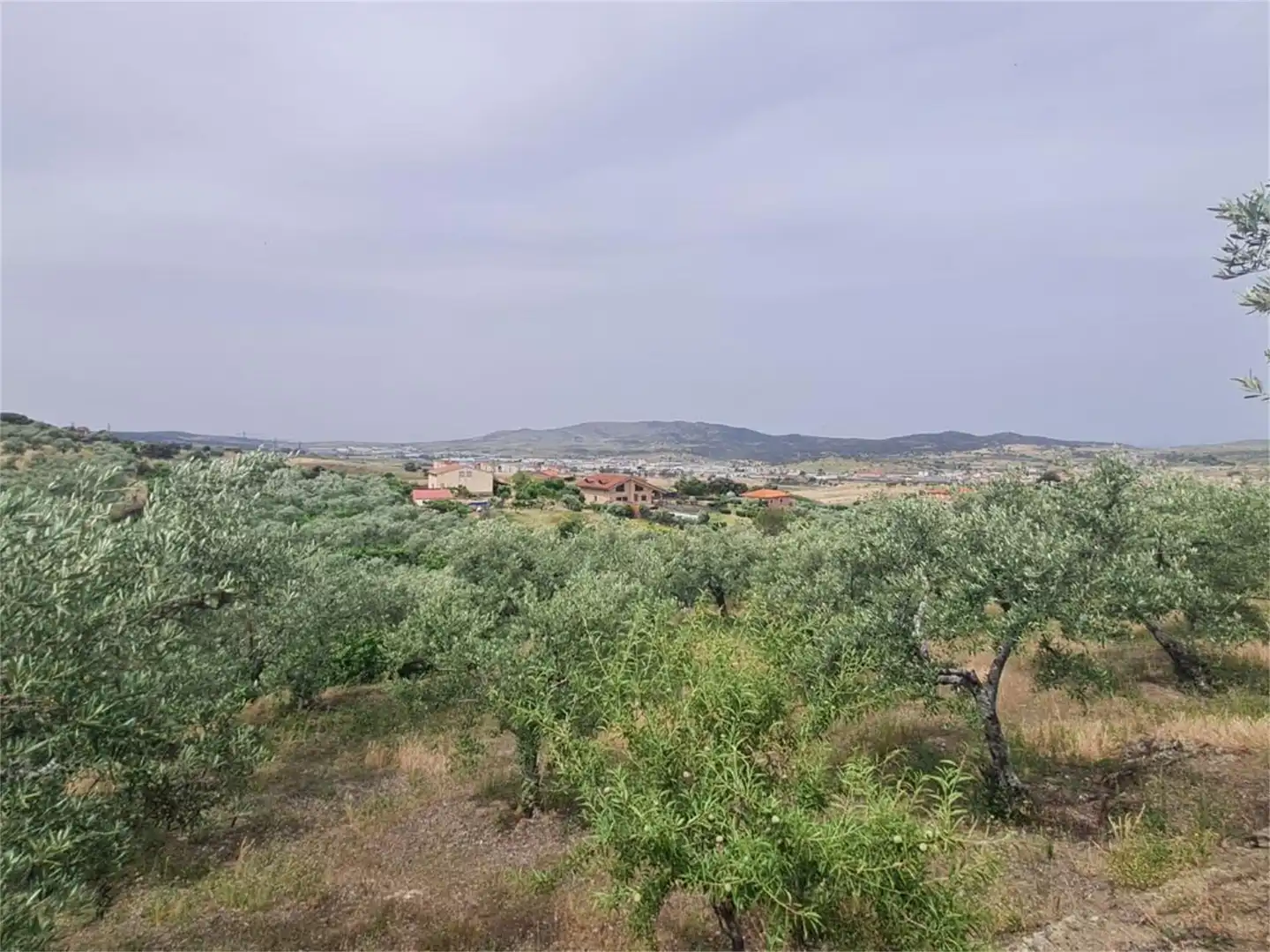 Finca rústica en venta en Plasencia