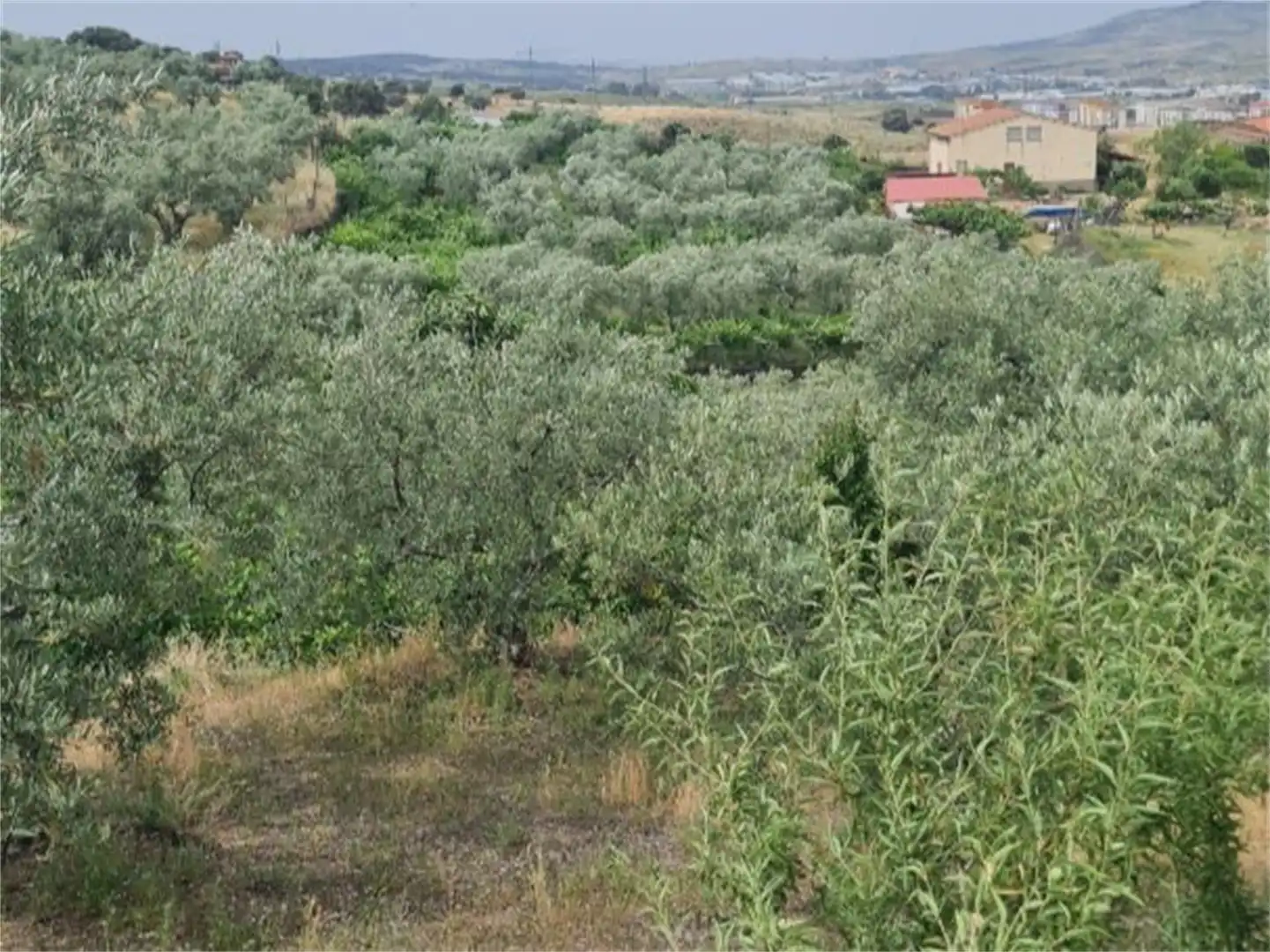 Finca rústica en venta en Plasencia