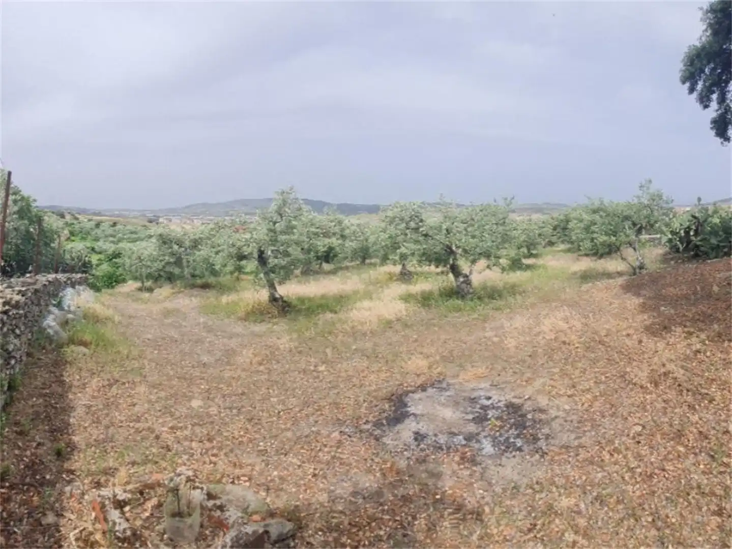 Finca rústica en venta en Plasencia