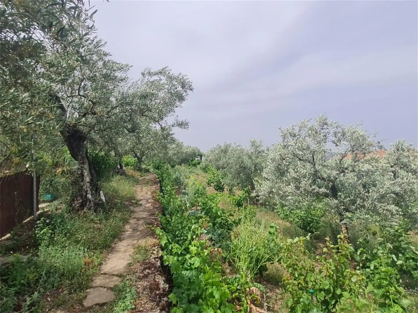 Finca rústica en venta en Plasencia