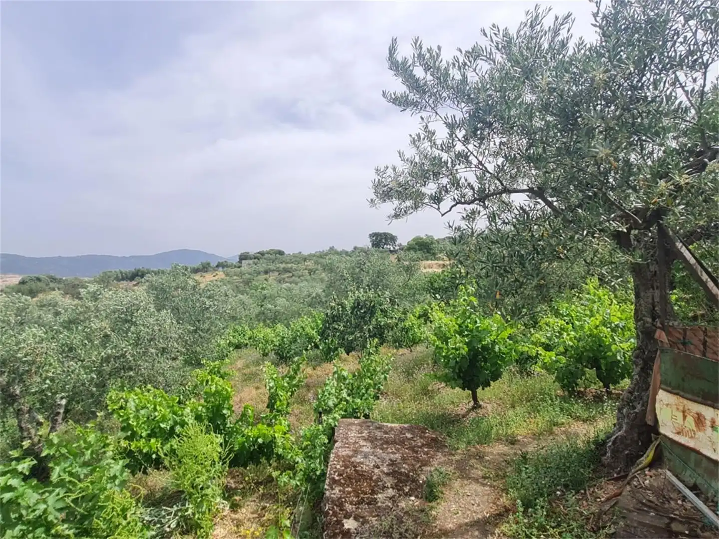 Finca rústica en venta en Plasencia
