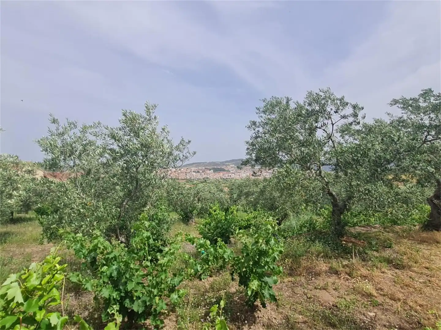 Finca rústica en venta en Plasencia