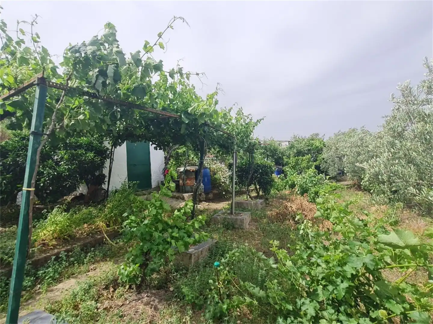 Finca rústica en venta en Plasencia