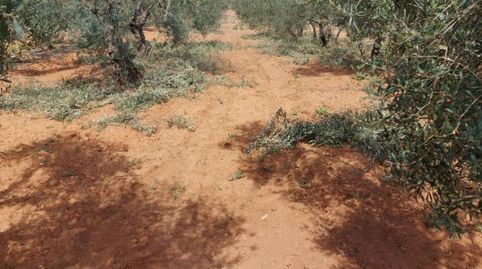 Photo 4 of Country homes for sale in Calle Lope de Vega, 4, Pilas, Sevilla