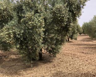 Garden of Land for sale in Setenil de las Bodegas