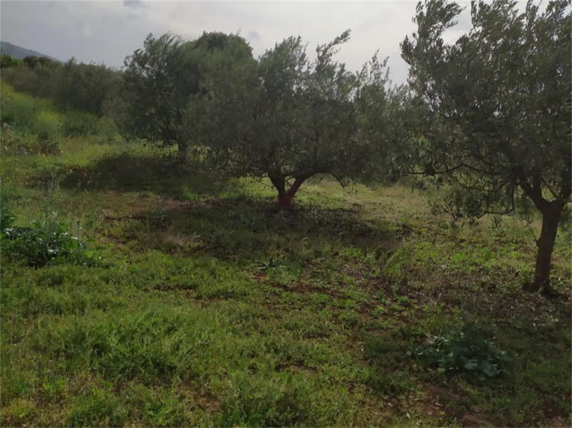 Non-constructible Land for sale in Entrena