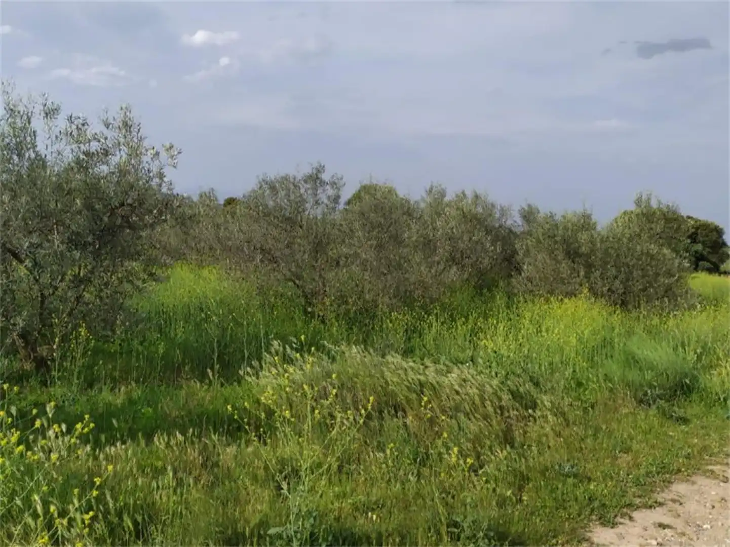 Non-constructible Land for sale in Entrena