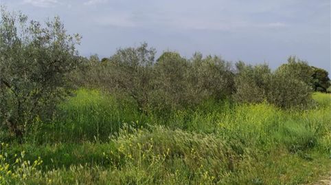 Foto 3 de No Urbanizable en venta en Avenida Santa Ana, Entrena, La Rioja