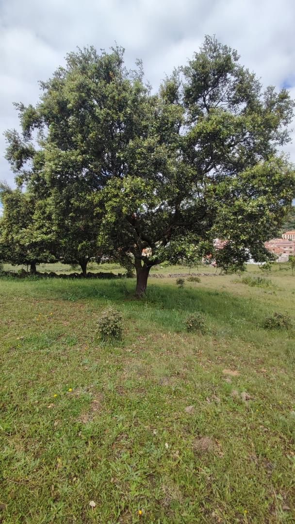 Finca rústica en venda en Pepino