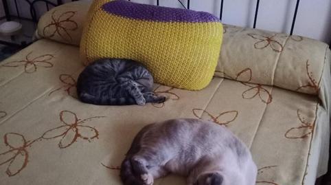 Finca rústica en venda a A-312, Santisteban del Puerto, Jaén - imatge 4 Foto 4 de Finca rústica en venda a A-312, Santisteban del Puerto, Jaén