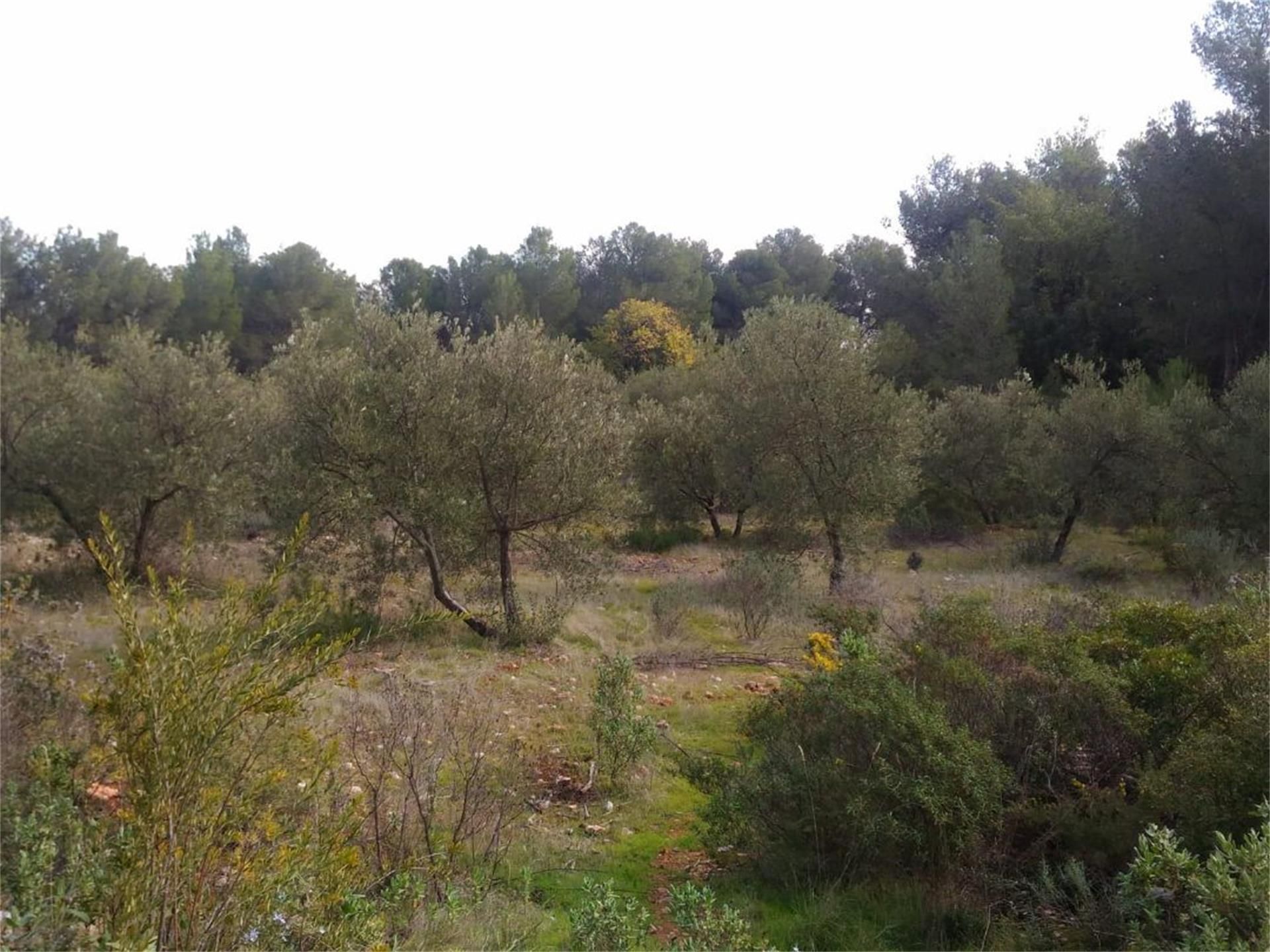 Non-constructible Land for sale in Alozaina