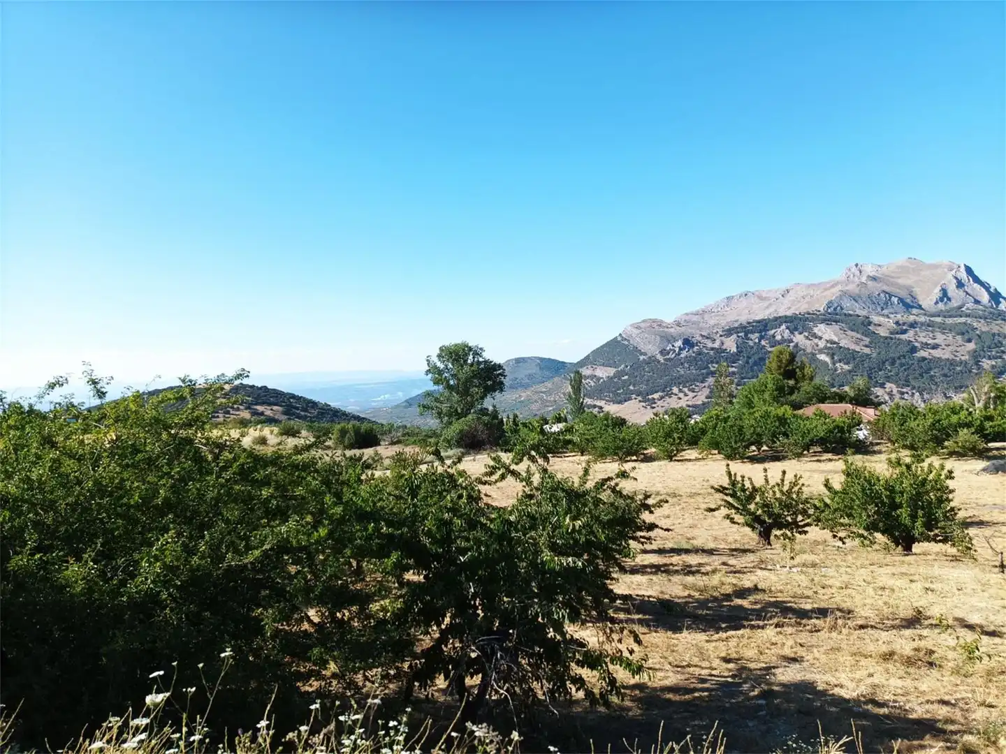 Finca rústica en venta en Camino Navaparis, Torres Finca rústica en venta en Torres