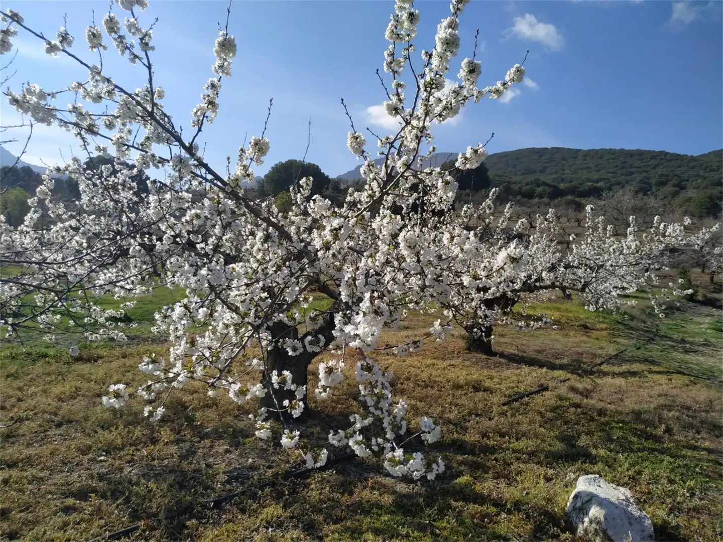 Finca rústica en venta en Camino Navaparis, Torres Jardín de Finca rústica en venta en Torres