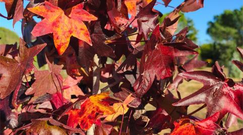 Flat for sale in Urbanización Los Arrayanes, La Puebla del Río, Sevilla - image 2 Photo 2 of Flat for sale in Urbanización Los Arrayanes, La Puebla del Río, Sevilla