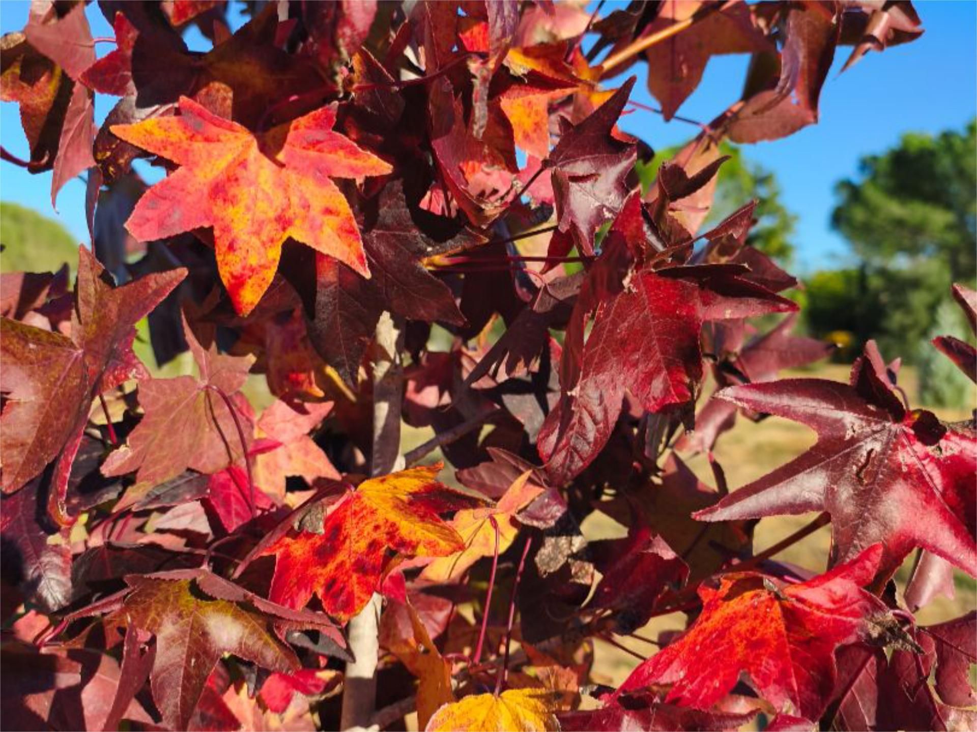 Garden of Flat for sale in La Puebla del Río  with Air Conditioner, Private garden and Swimming Pool